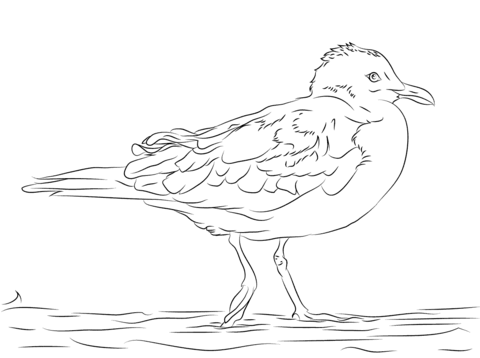 Ring Billed Gull  Coloring Page